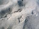Möwenspuren im Sand.jpg