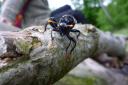 Ein riesiges komisches Insekt - Birkenknopfhornblattwespe