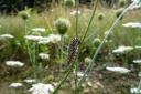 Schwalbenschwanz - Schmetterlingsraupe an Futterpflanze (Wilde Möhre)
