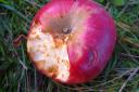 Wer hat an diesem Apfel geknabbert? Oder waren vielleicht verschiedene Tiere?