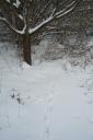 an “meinem… Baum am Waldrand trat der Fuchs hinaus auf die Wiese. Am Mauseloch (unter dem Schnee) verharrte er kurz…¦