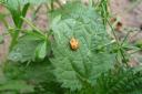 hier wird bald ein Marienkäfer schlüpfen. So sieht er aus, wenn er noch verpuppt ist. Foto  © erdwissen e.V.