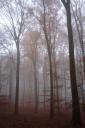Herbstliche Morgenstimmung im Wald…¦.