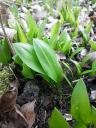 Bärlauch :: Allium ursinum