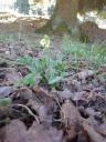 Schlüsselblume :: Primula veris - Die Erste des Frühlings…¦