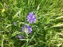 Die Wiesen und Wegränder sind mittlerweile schön bunt - hier eine violette Knäuel-Glockenblume