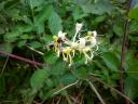Die Hummel versucht sich hier an der Blüte vom Wald-Geißblatt (Lonicera periclymenum) - dürfte aber wenig Erfolg haben, da “Zielgruppe … die langrüssligen Nachtfalter sind.