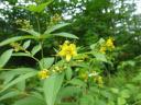 Der Gewöhnliche Gilbweiderich (Lysimachia vulgaris ) - eine alte Färberpflanze. Sicher entdecken wir bei unserem Rundgang am Schneckenberg-Gelände noch mehr färbende Pflanzenwesen!