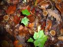 Gestrandete Seeigel auf dem Waldboden…¦ Igelstäubling oder Igelbovist (Lycoperdon echinatum)