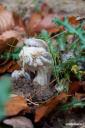 Unbekannte Pilzwesen arbeiten sich aus dem Boden heraus