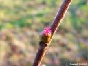 So farbenprächtig in pink leuchten die kleinen, weiblichen Blüten des Haselnussstrauches
