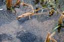Erstaunlicher Fund Anfang März - im Kleinen Teich ist schon alles voll mit Frosch- und Krötenlaich!