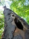 Dieser abgestorbene Baum ist trotzdem voller Leben. Deswegen kommen auch die Spechte, um hier nach Larven und Insekte zu suchen.