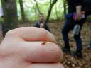 Kleine Raupen überall im Wald…¦