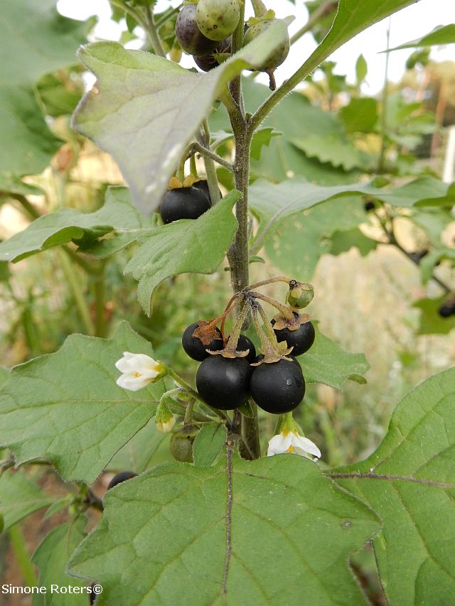 Schwarze, kugelige Früchte und weiße Blüten des Schwarzen Nachtschattens zur gleichen Zeit an der Pflanze