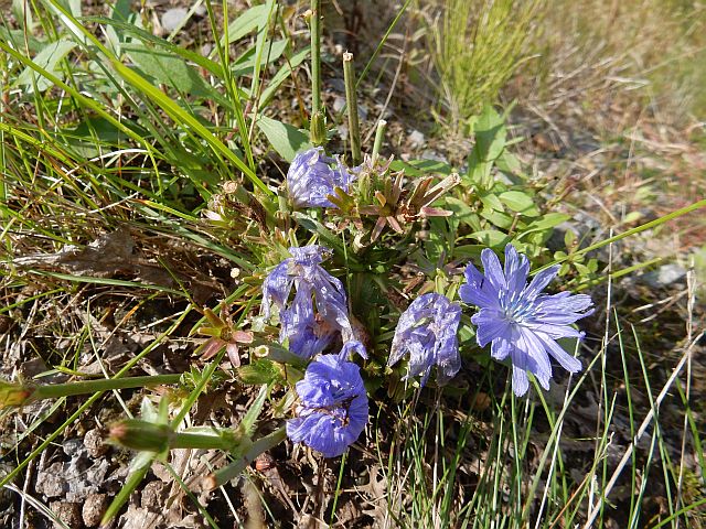 Geöffnete und verblühte (blaue) Blüten einer Wegwarte dicht über dem Boden