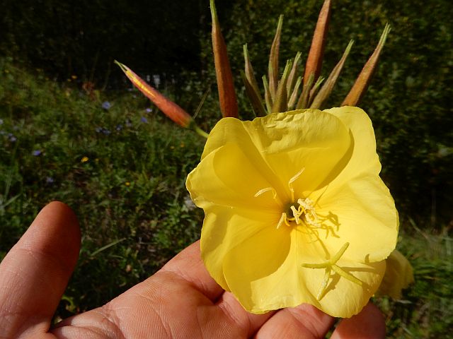 Geöffnete, leuchtend gelbe Blüte einer Nachtkerze